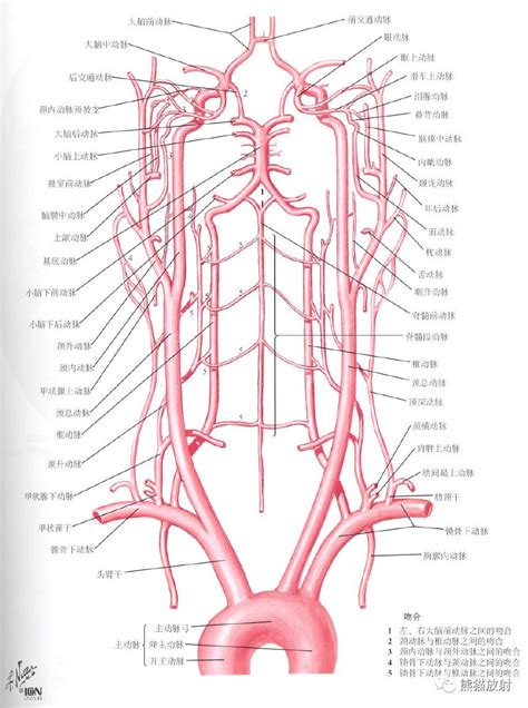 解剖丨头颈部血管 动脉