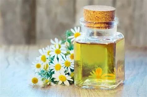 Chamomile Blue Oil at Rs 81000/litre in Ahmedabad | ID: 21601130530