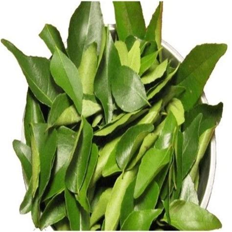 No Preservatives Natural Taste Healthy Organic Green Fresh Curry Leaves