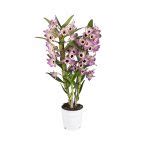 Dendrobium Nobil Kopen Exclusieve Orchidee Soorten