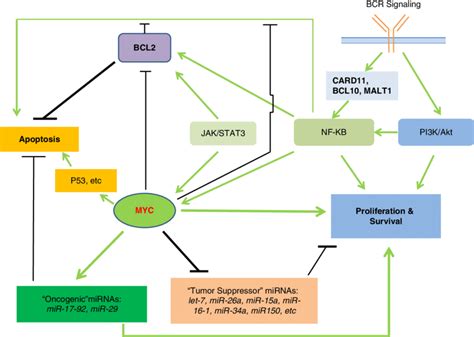 Illustration Of Pathways In Which MYC And BCL2 Induced B Cell