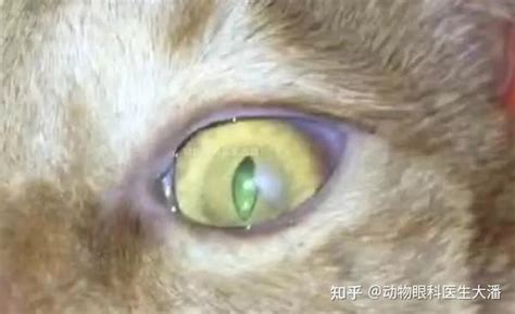 猫咪眼睛红肿增生，角膜炎的治疗 知乎