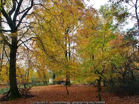 Autumn Trees In Granby Wood Graham Hogg Cc By Sa Geograph