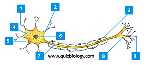 Diagram Label Quiz on Structure and function of Neuron Neuron Structure ...