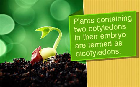 Dicot Plant Definition Examples Video Lesson Transcript, 55% OFF