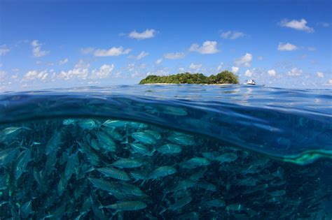 Jack Ikan Di Pulau Sipadan Foto Stok Unduh Gambar Sekarang Industri