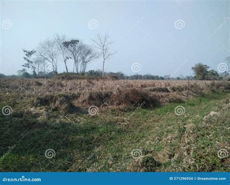 Indian Corn Field Photography Paddy Field India Stock Photo Image Of