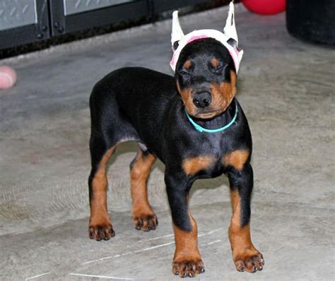 Doberman Pinscher Puppies With Ears Cropped