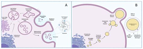 Biogenesis Of Milk Exosomes And Milk Fat Globules A Milk Exosomes