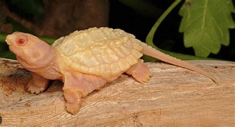 Albino Softshell Turtle