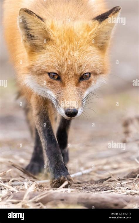 Red Fox Portrait Stock Photo Alamy