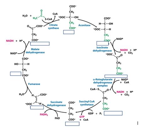 Biochem Tca Cycle Steps Diagram Quizlet