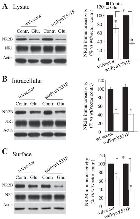 Cellular Location Of The Effect Of Fyn On Calpain Mediated Nr B