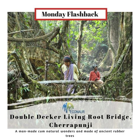 Double Decker Living Root Bridge Cherrapunji | by Econaur | Medium