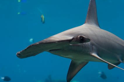 Hammerhead Shark Facts | Extreme Shark Facts!