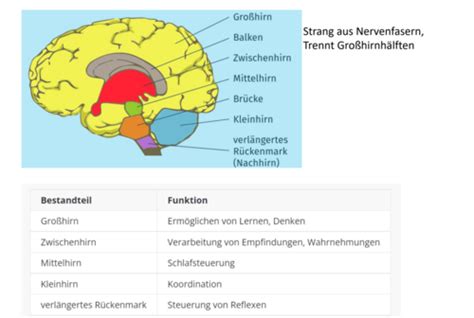 Nervensystem Karteikarten Quizlet