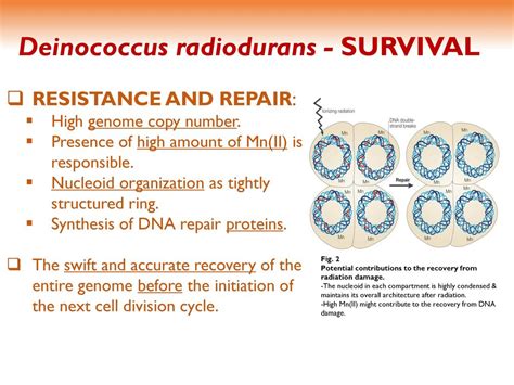 Deinococcus Radiodurans Dna Repair