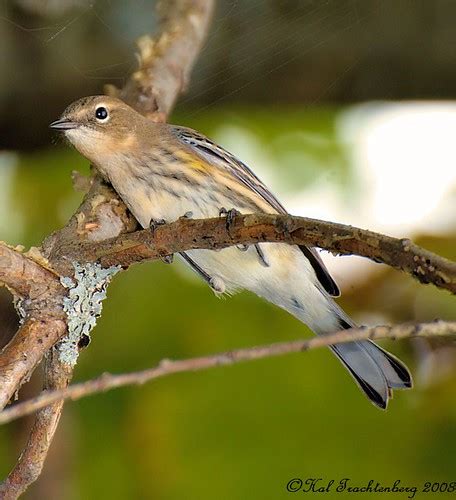 Juvenile Yellow Rumped Warbler Hal Trachtenberg Flickr