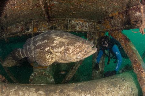 FOTOS peixe gigante em risco de extinção é monitorado por projeto que