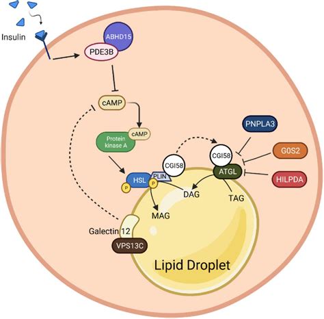 Frontiers The Molecular Brakes Of Adipose Tissue Lipolysis