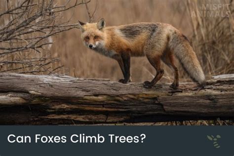 Can Foxes Climb Trees? (And How High Can They Get?)