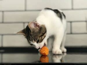 Gato Pode Comer Cenoura Revista Meu Pet