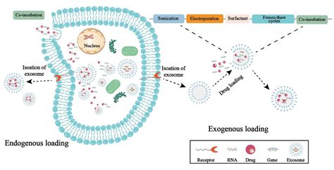 Exosomes Loading Drugs By Extrusion Creative Biostructure