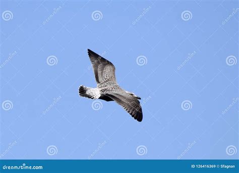 Young Seagull with Spread Wings, Flying Stock Image - Image of feather ...