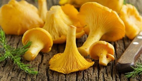 The Ultimate Guide to Chanterelle Mushrooms: Identification & More