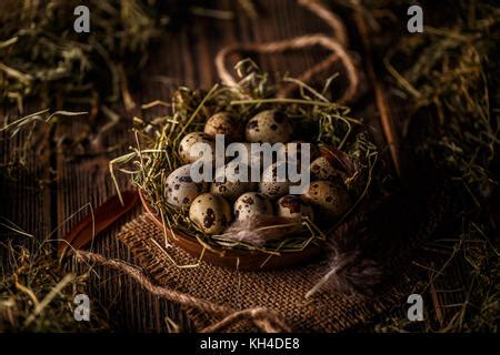 Quail Eggs In The Hay Nest On Old Brown Wooden Surface With Green