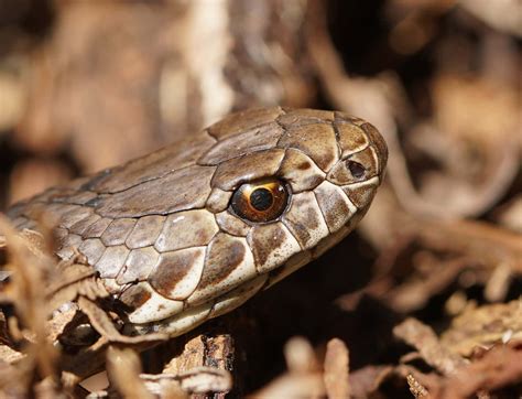 100 Copperhead Snake Pictures