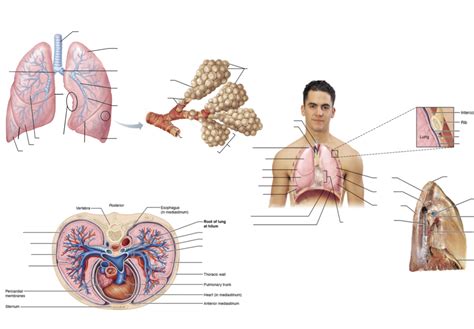 Lung Diagram Quizlet