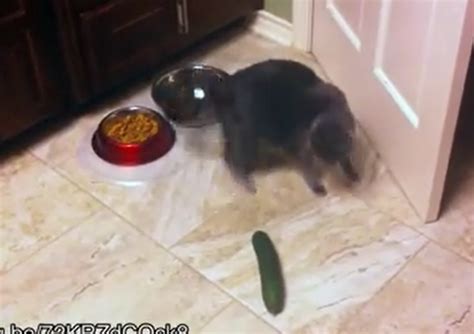 Variety World: Cats Reactions to Cucumbers - Superb