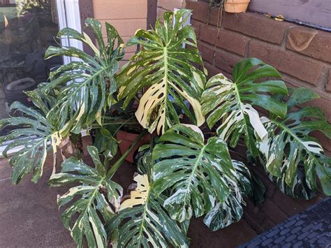 Variegated Monstera Deliciosas Thai Constellation And Albo Trex Plants