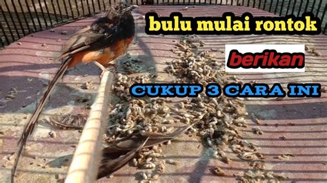 Murai Mabung Ditandai Bulu Mulai Rontok Berikan 3 Rawatan Agar Lebih