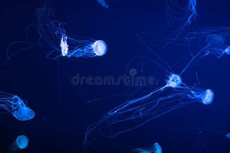 Group Of Glow Jellyfish Chrysaora Plocamia In Blue Water Diving