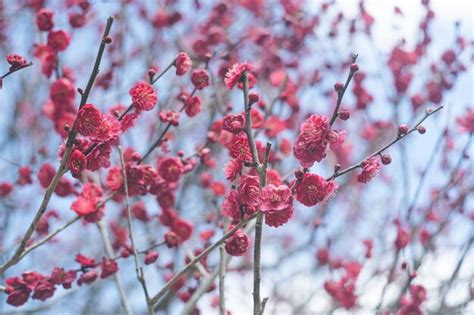 Premium Photo | Photo of clear sky and beautiful plum blossoms plum grove at dazaifu tenmangu ...