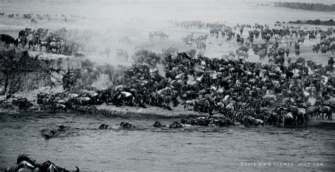 The Great Wildebeest Migration - Wildlife Photography, Clement Wild