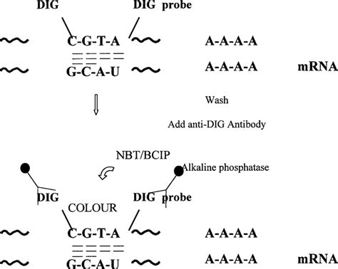 Schematic Of Ish Technique The Dig Labeled Probe Dna Binds To The