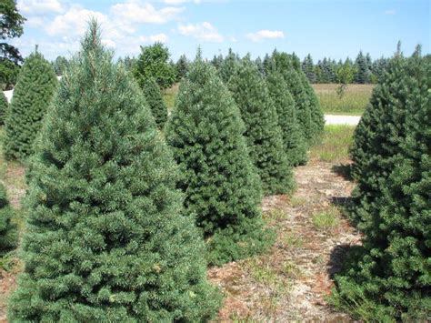 Scotch Pine Wholesale Christmas Trees