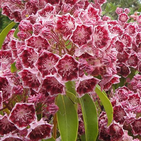 Kalmia Latifolia Nipmuck Mountain Laurel Siteone