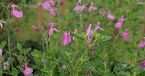 Salvia Microphylla Pink Beauty Salie Appeltern Adventure Gardens