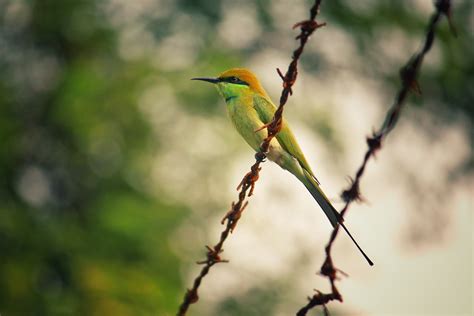 Kostenlose Foto Vogel Schnabel Coraciiformes Bienenesser Tierwelt