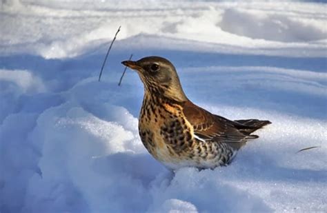 Catbird - Description, Habitat, Image, Diet, and Interesting Facts