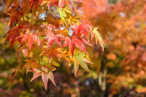 Fondo Hojas De Colores Otoñales Del árbol De Arce En Japón Foto E