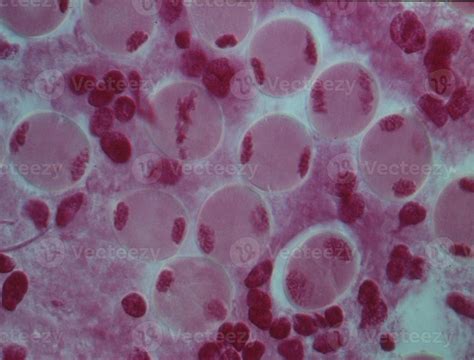 Chromosomes in the nucleus of a cell 12970633 Stock Photo at Vecteezy