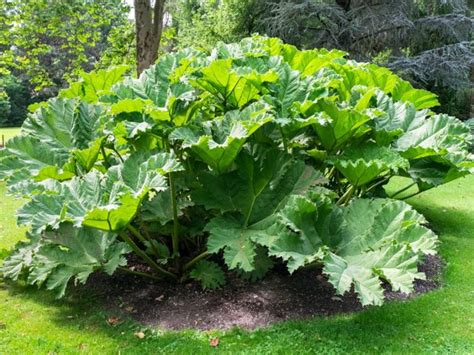 Gunnera Plant Information - How To Grow Gunnera Plants