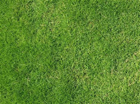 Green Rectangular Nilgiri Natural Grass Turf For Outdoor At Rs Sq