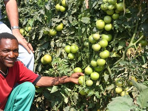 Is Tomato Farming Profitable In South Africa Daniel Bonners Template