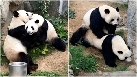 Porn Is Helping Giant Pandas Return To The Wild